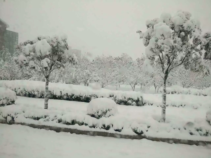 瑞雪兆丰年，踏雪沃尔华