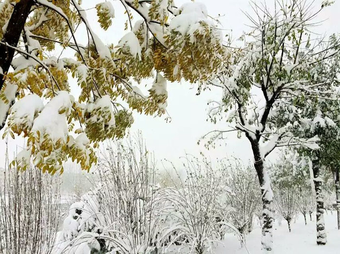 瑞雪兆丰年，踏雪沃尔华